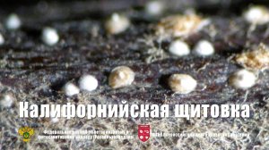 Управление Россельхознадзора информирует о калифорнийской щитовке. Управление Россельхознадзора информирует о калифорнийской щитовке.